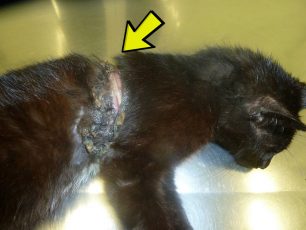 Κεφαλλονιά: Έσωσαν την γάτα που πέθαινε από τη θηλιά!
